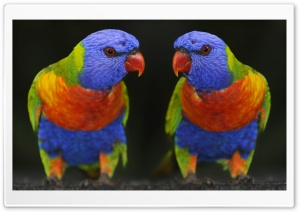Cute Colour Parrots