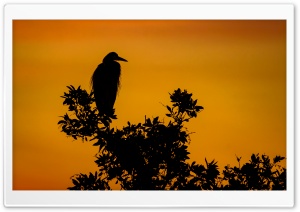 Silhouette of Great Blue...
