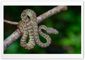 Beautiful Pit Viper Snake