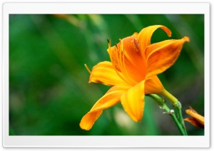 Beautiful Orange Lily Flower