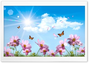 Butterflies And Cosmos Flowers