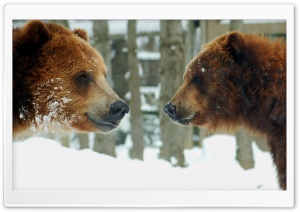 Brown Bears Couple