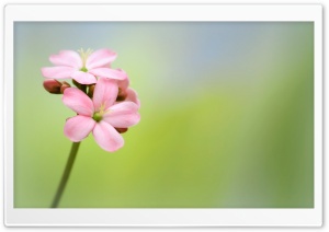 Pink Spicy Jatropha Flower