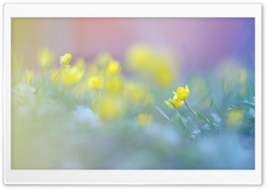 Blurred Flowers Image