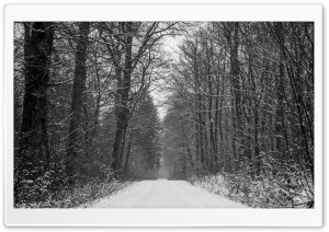 Forest Path Winter
