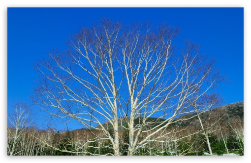 Download Bare Tree Against Blue Sky UltraHD Wallpaper