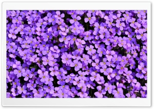 Violet Aubrieta flowers