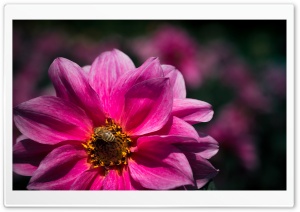Bee, Pollinator, Pink Flower
