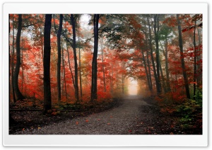 Beautiful Forest Path Autumn