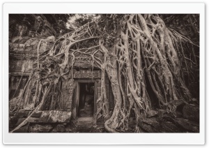 Cambodia Temple Tree Roots