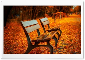 Autumn Bench