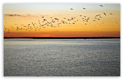 Download Birds In Flight, Sunset UltraHD Wallpaper