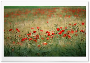 Poppies In The Field