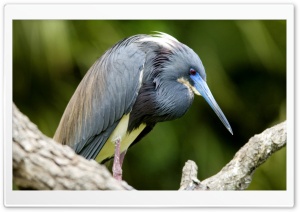 Tri Colored Heron Florida