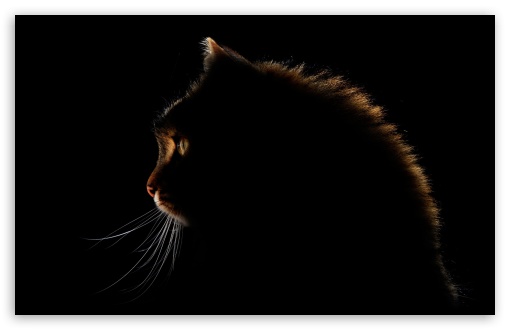 Download Cat Dark Silhouette UltraHD Wallpaper