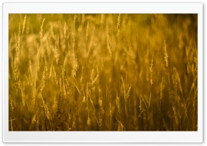 Gold Grass