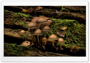 Mushrooms Growing On A Tree...
