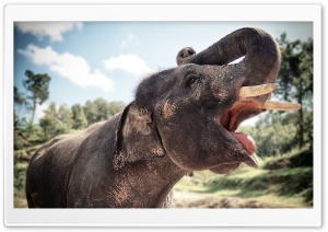 Elephant In Chiang Mai, Thailand