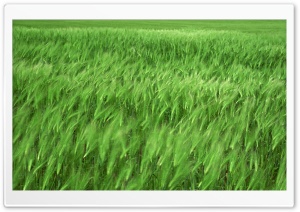 Green Wheat Field 1