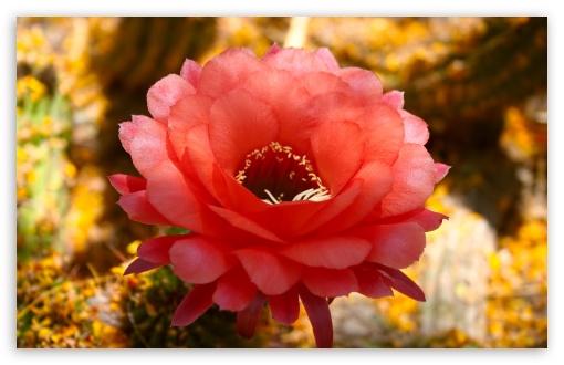 Download Cactus Blossom UltraHD Wallpaper