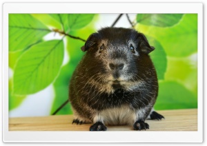 Guinea Pig, Spring