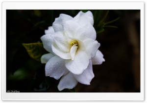 White Flower, Macro, Water Drops