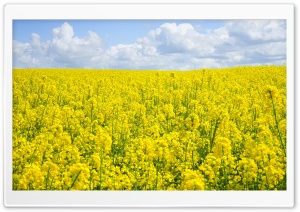 A Sea of Yellow Rapeseed Flowers
