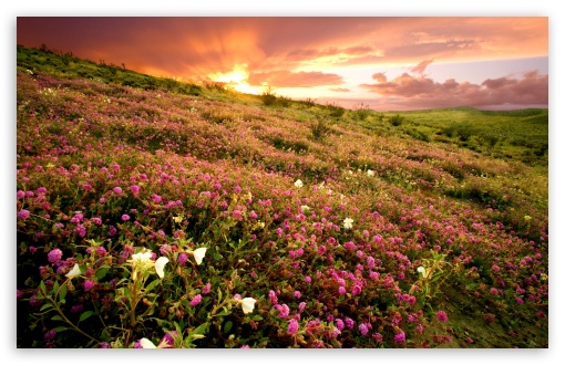 Download Sunrise Anza Borrego State Park Ca UltraHD Wallpaper