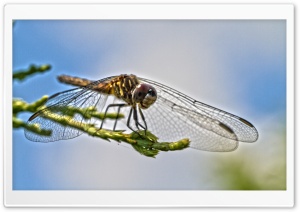 Blue Dasher