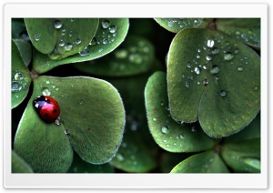 Ladybug Sitting On A Clover Leaf