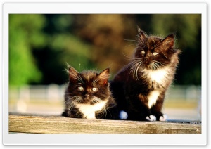 Black And White Kittens