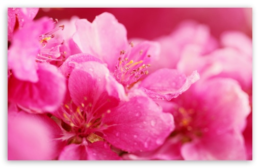 Download Pink Spring Flowers UltraHD Wallpaper