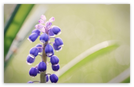 Download Grape Hyacinth Flower UltraHD Wallpaper