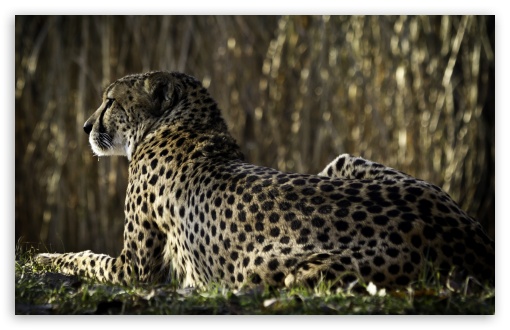 Download Resting Cheetah UltraHD Wallpaper