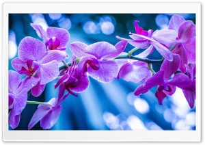 Violet Flowers With Bokeh