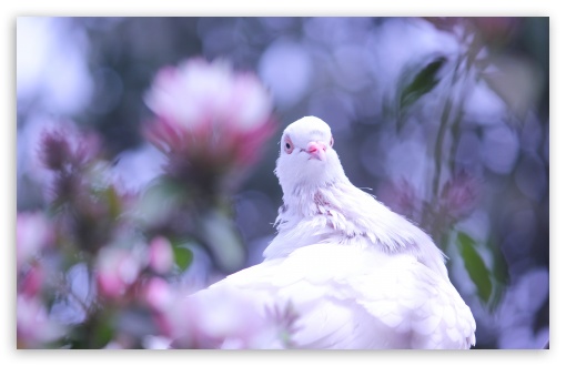 Download Pigeon Female UltraHD Wallpaper