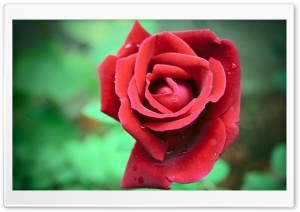 Red Rose