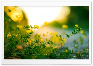 Tiny Yellow Flowers, Green...