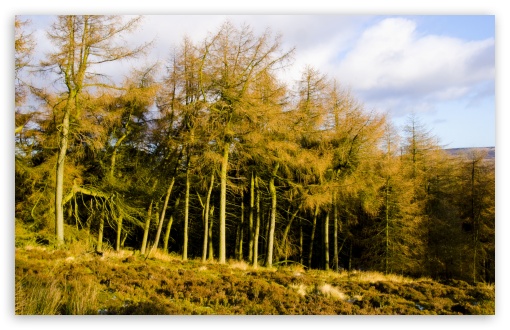 Download Coniferous Forest Trees UltraHD Wallpaper