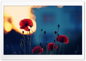 Poppies In The Sunset