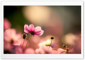 Pink Cosmos Flowers