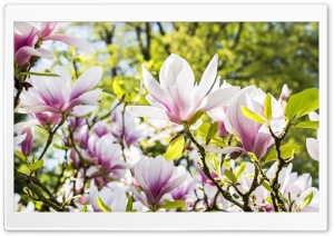 Magnolia Blossom, Spring Flowers