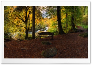 Bench, Forest, Autumn