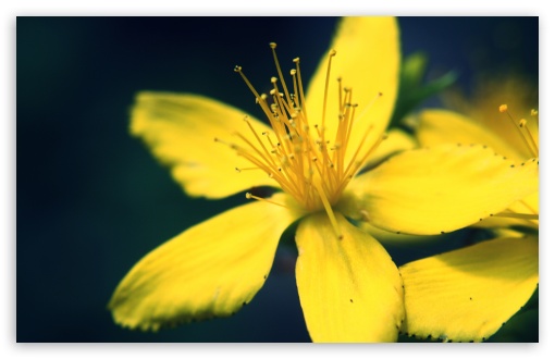 Download Yellow  Flower UltraHD Wallpaper