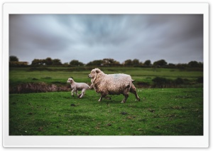 Sheep and Lamb Animals Running