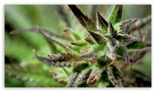 Download Cannabis Closeup UltraHD Wallpaper