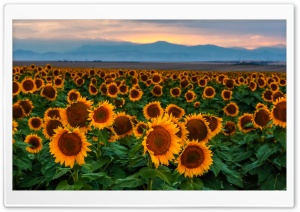Sunflower Field, Sunset,...