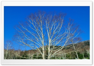 Bare Tree Against Blue Sky