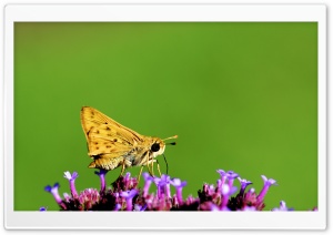 Yellow Moth Macro