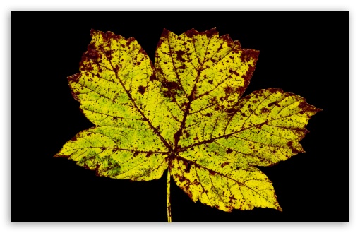 Download Rust Colored Leaf, Autumn UltraHD Wallpaper